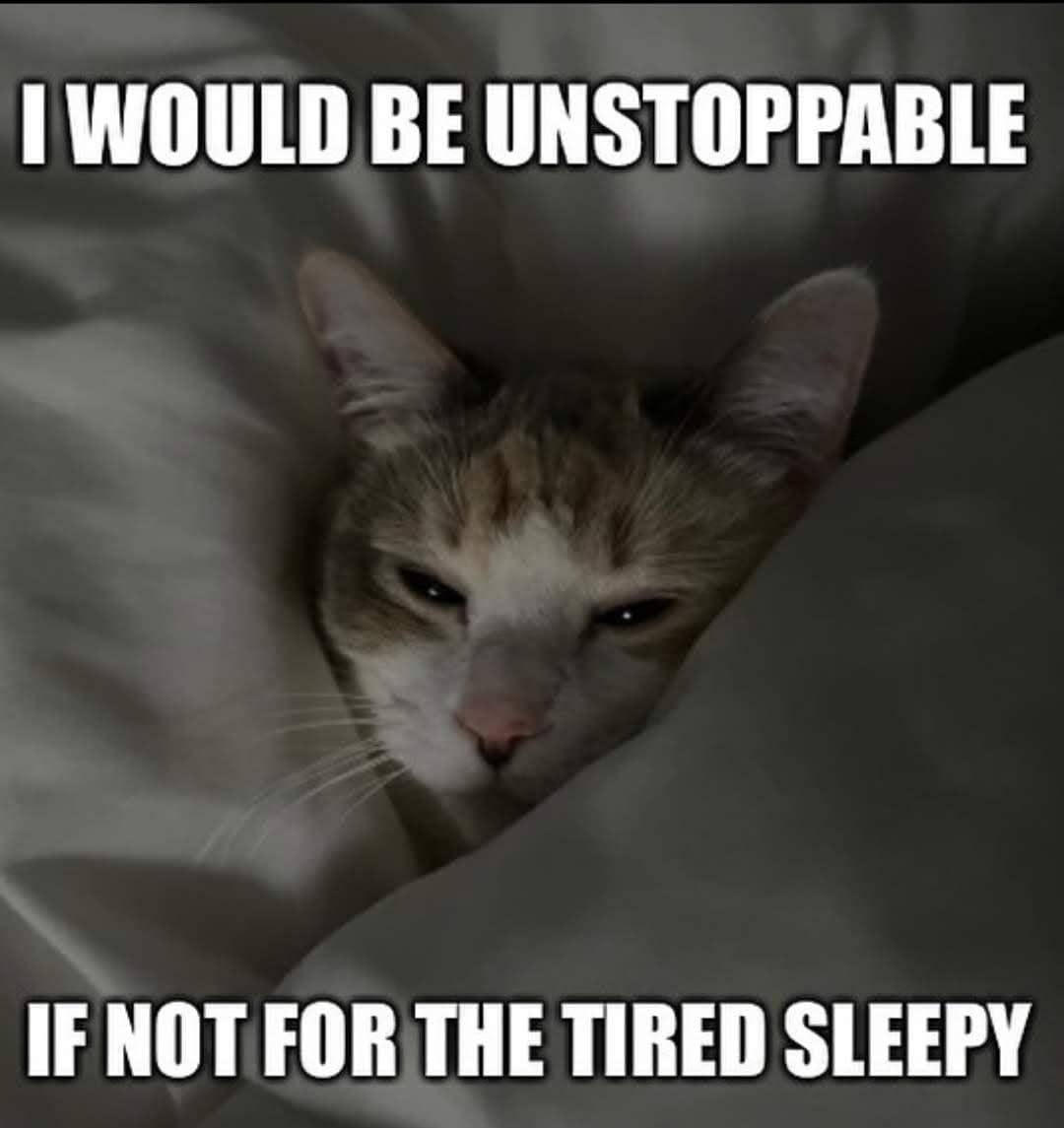 meme kucing lagi capek