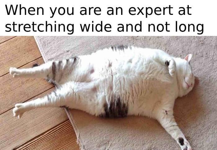 meme kucing lagi peregangan