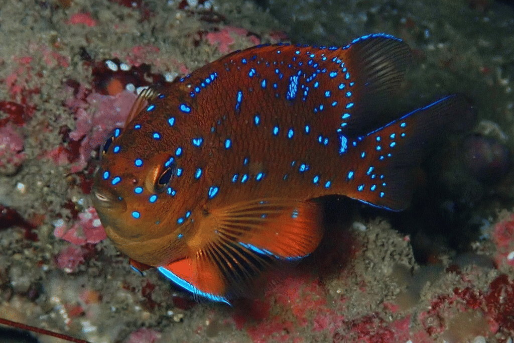 5 Fakta Menarik Ikan Garibaldi, Sering Melakukan Kanibalisme