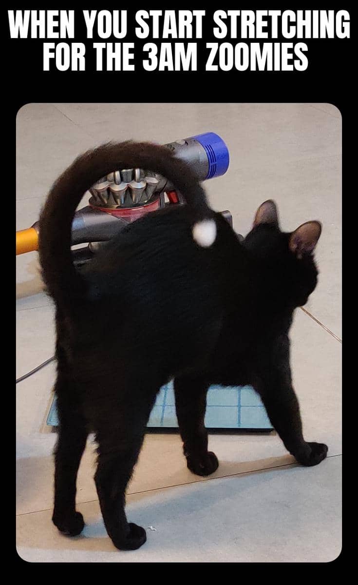 meme kucing lagi peregangan