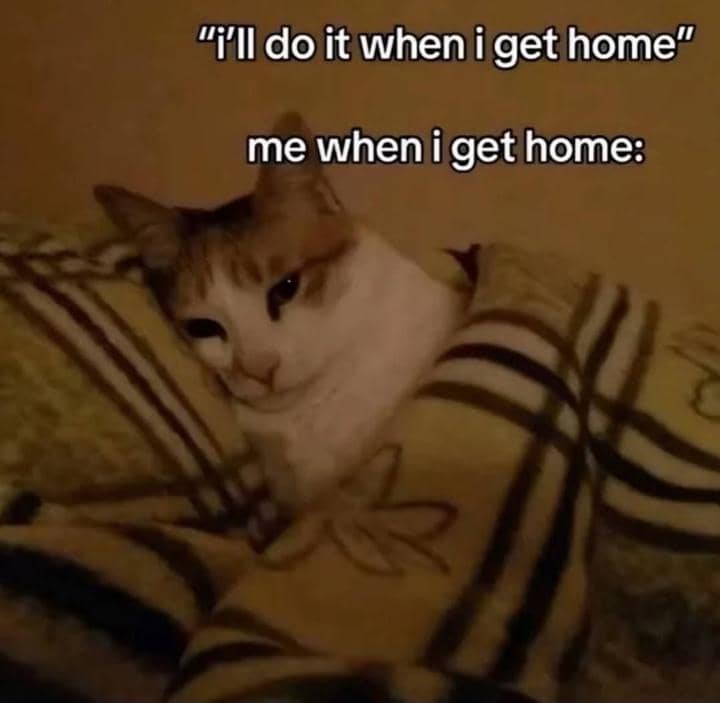 meme kucing lagi capek