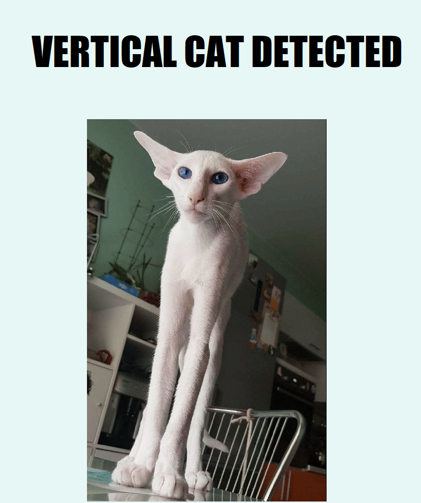 meme kucing lagi peregangan