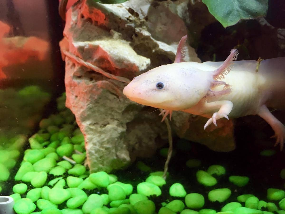 Axolotl merupakan salamander unik asal Meksiko yang dikenal memiliki kemampuan meregenerasi bagian tubuhnya.