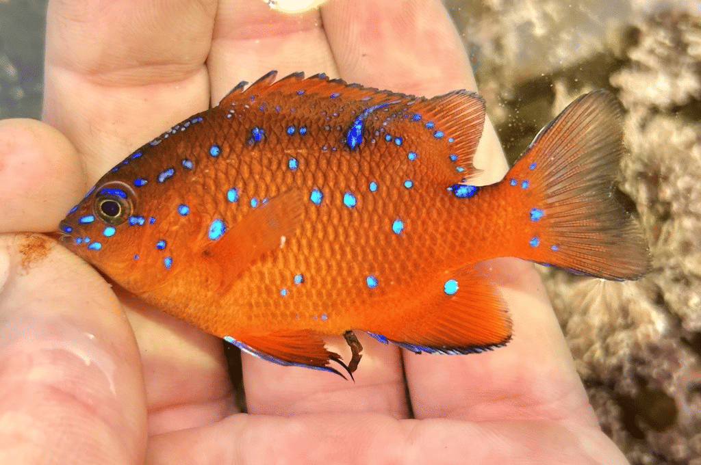 ikan garibaldi