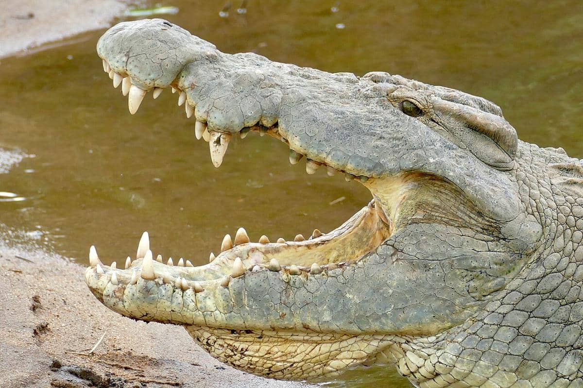 Mengenal 5 Reptil Terbesar di Afrika, Bobotnya Bisa Mencapai 1 Ton!