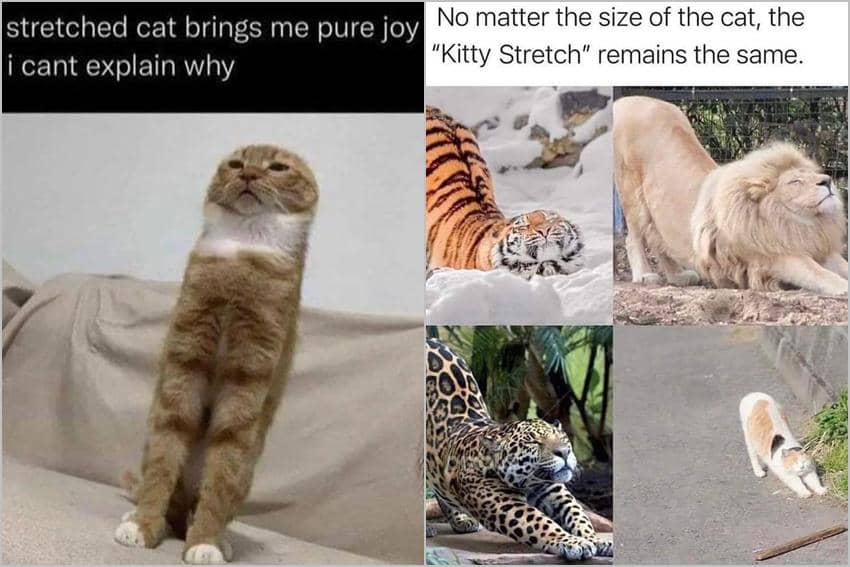 8 Meme Kucing Lagi Peregangan, Badannya Jadi Panjang!