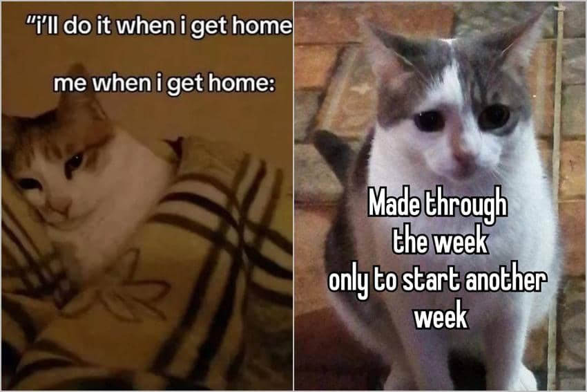 8 Meme Kucing Lagi Capek, Tenaganya Pada Habis