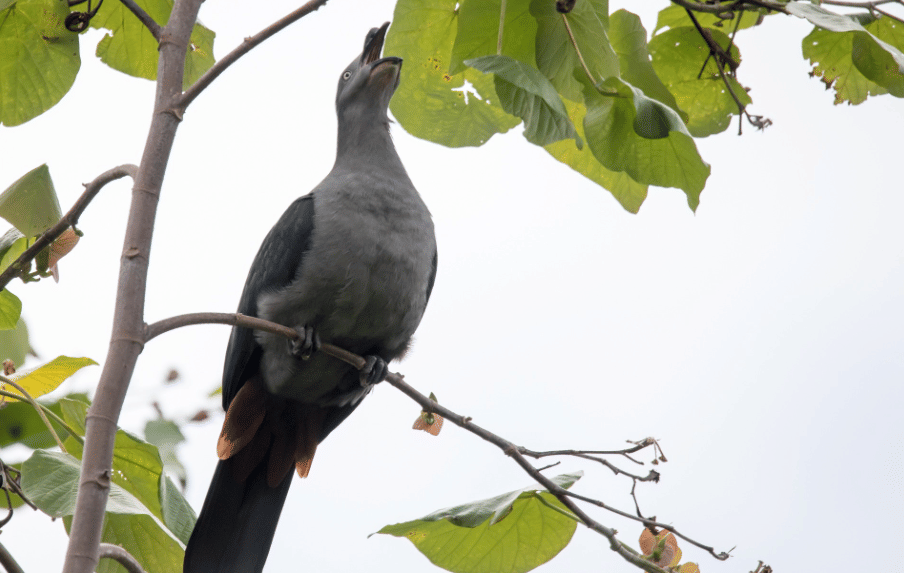 burung nuku hiva imperial pigeon
