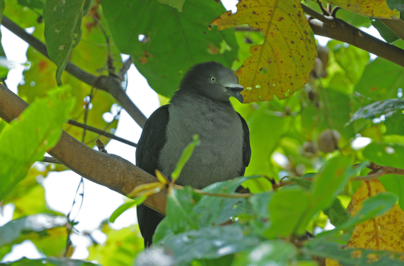 burung nuku hiva imperial pigeon