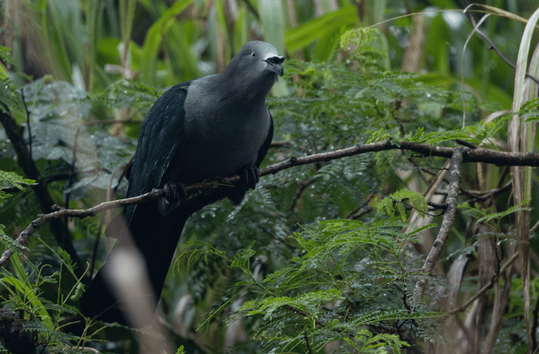 burung nuku hiva imperial pigeon