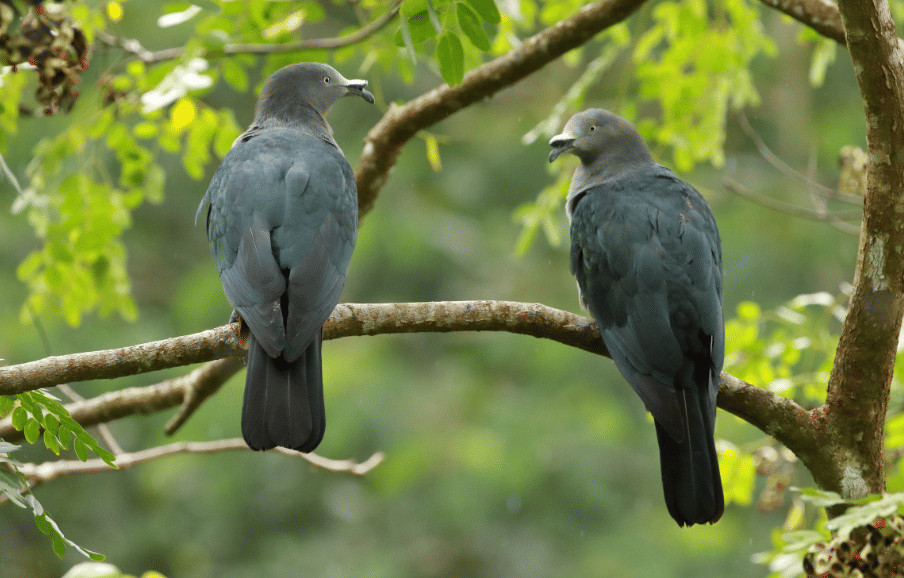 burung nuku hiva imperial pigeon