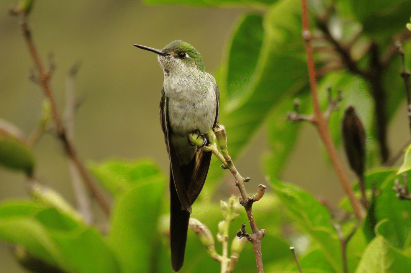 burung gray bellied comet