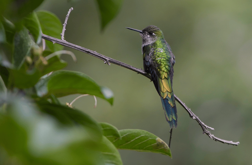 burung gray bellied comet