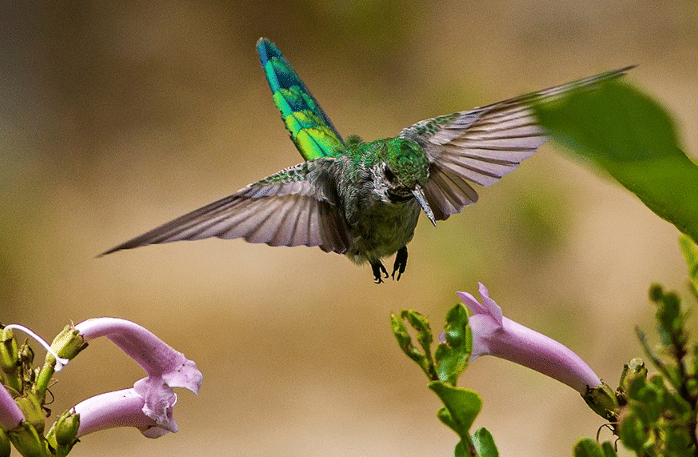 burung gray bellied comet