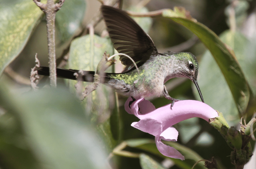burung gray bellied comet