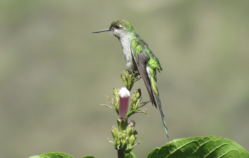 burung gray bellied comet 