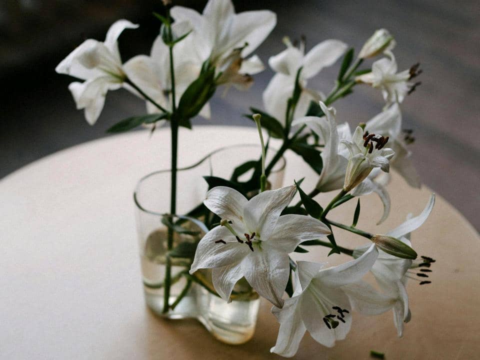 ilustrasi lili putih