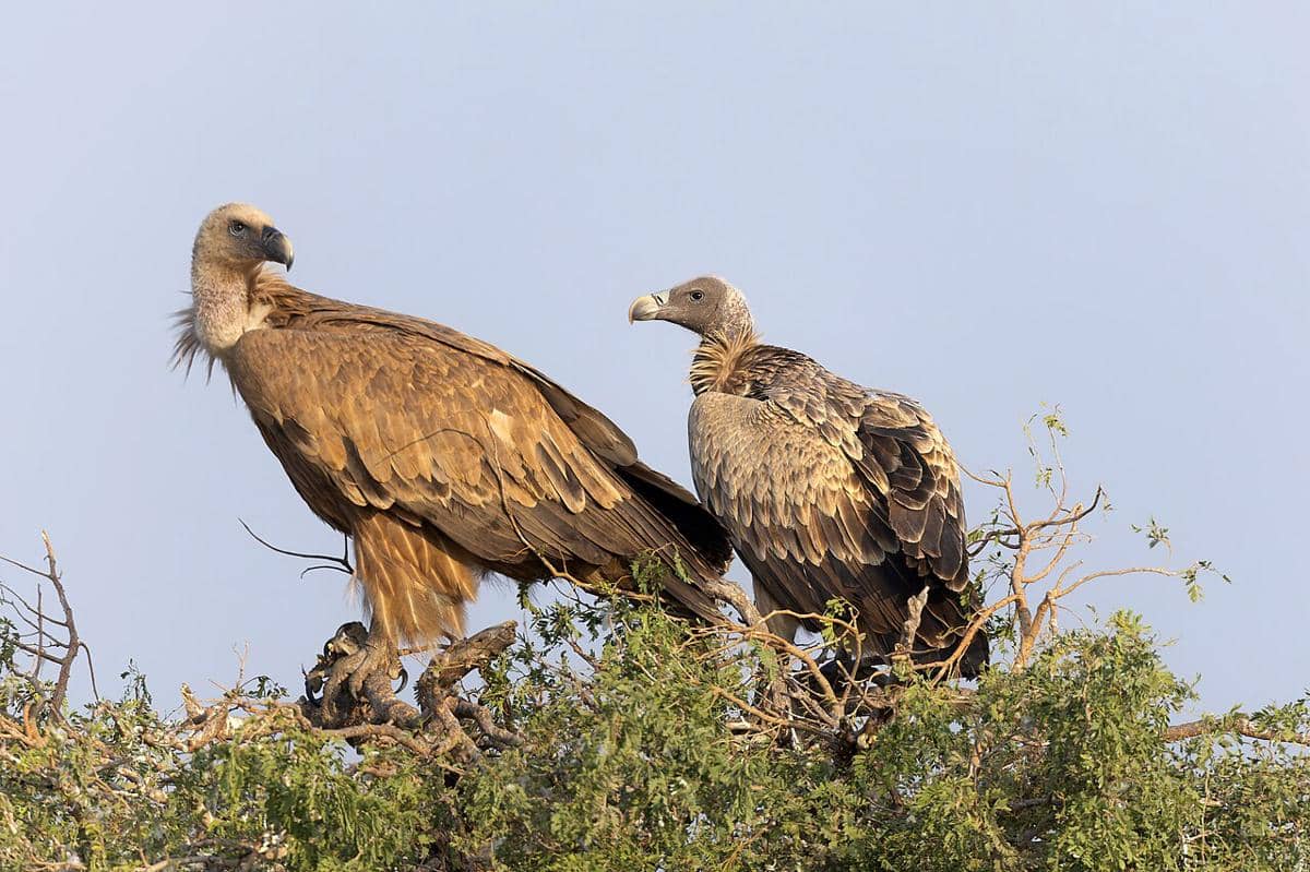 vulture india