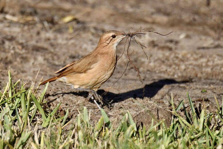 Burung hornero membawa material sarang.