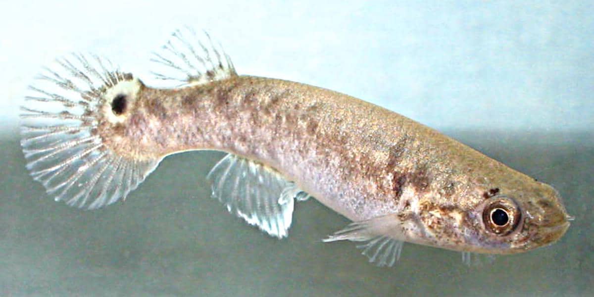 Ikan mangrove rivulus