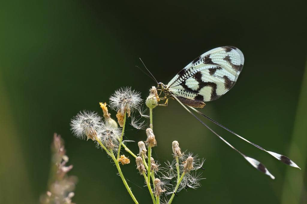 Serangga Nemoptera sinuata