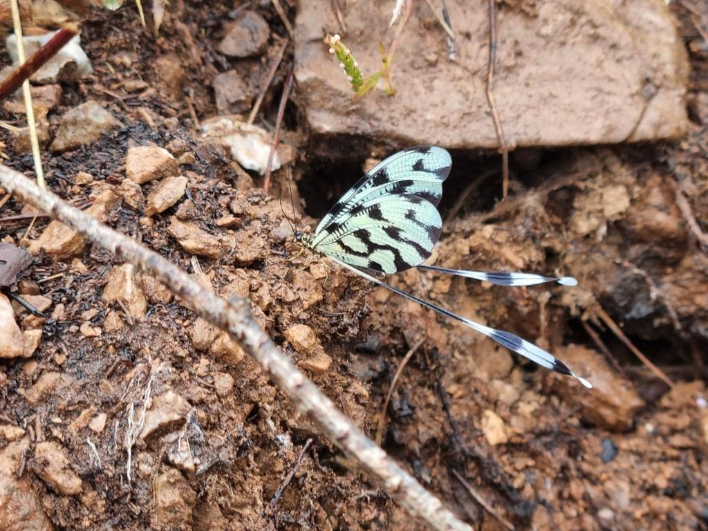 Serangga Nemoptera sinuata