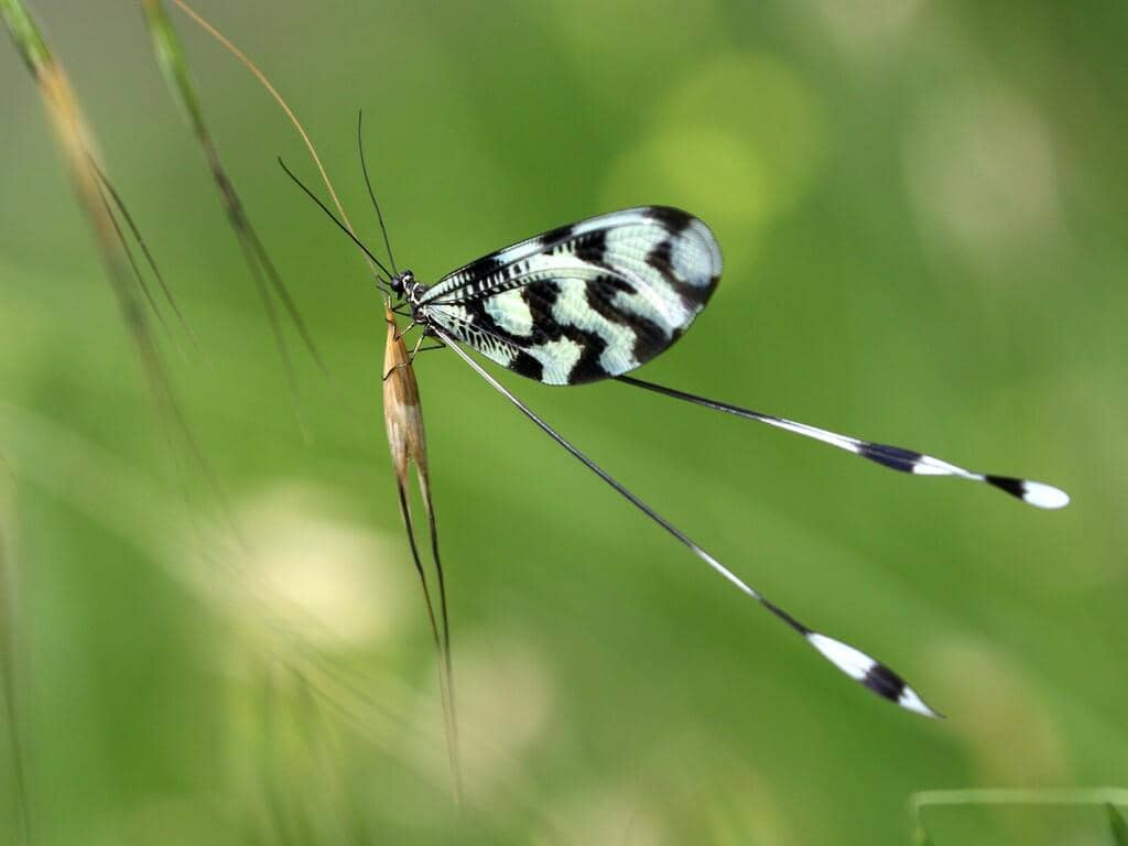 Serangga Nemoptera sinuata