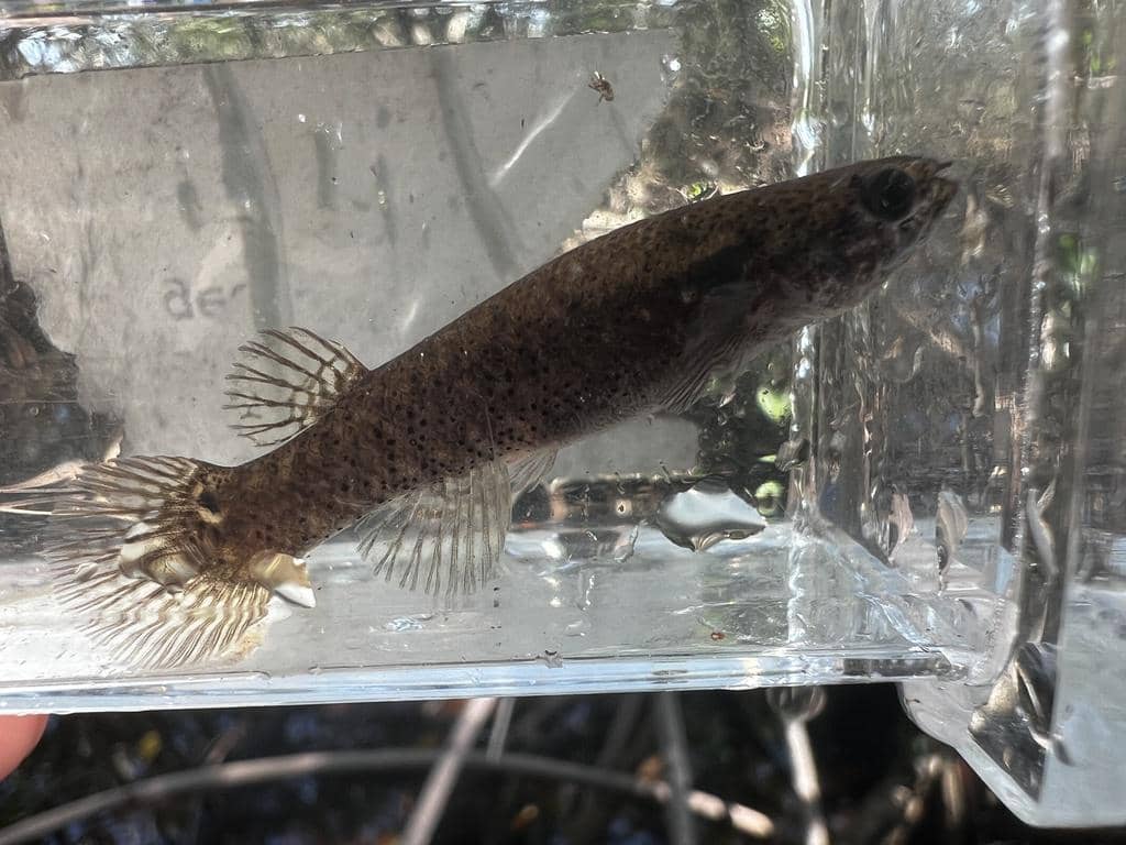 Ikan mangrove rivulus