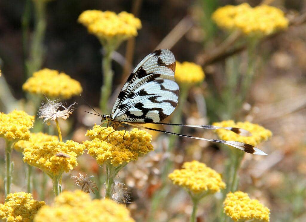 Serangga Nemoptera sinuata