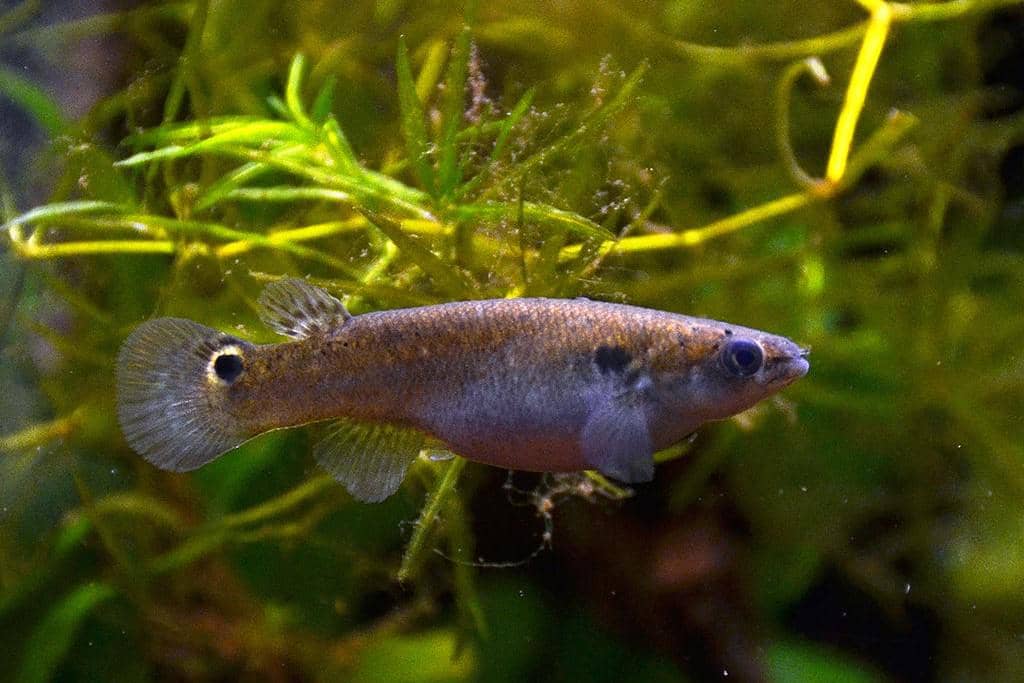 5 Fakta Ikan Mangrove Rivulus, Bisa Hidup di Darat Selama Dua Bulan!