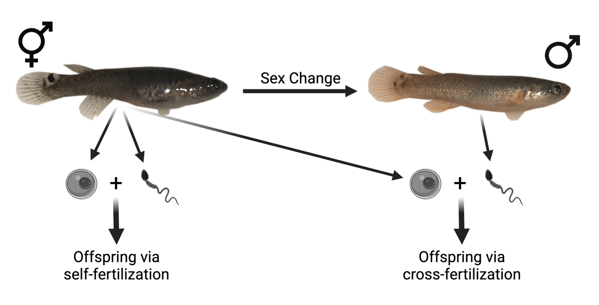 Ikan mangrove rivulus