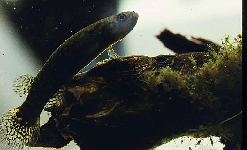 Ikan mangrove rivulus