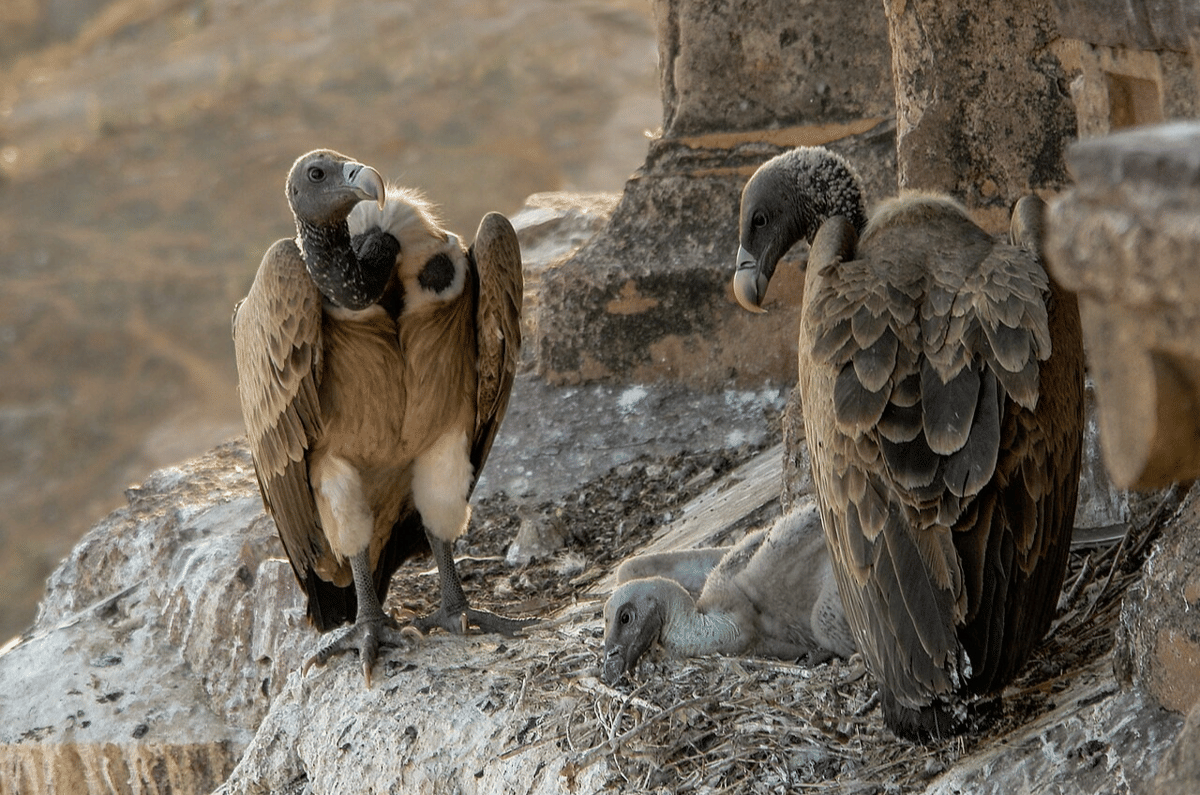 vulture india