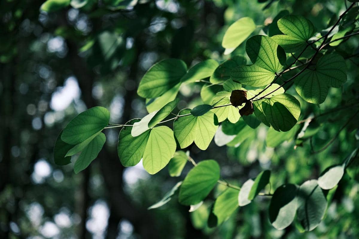 Kenapa Daun Tidak Bergerak saat Lebaran? Ini Fakta Ilmiahnya