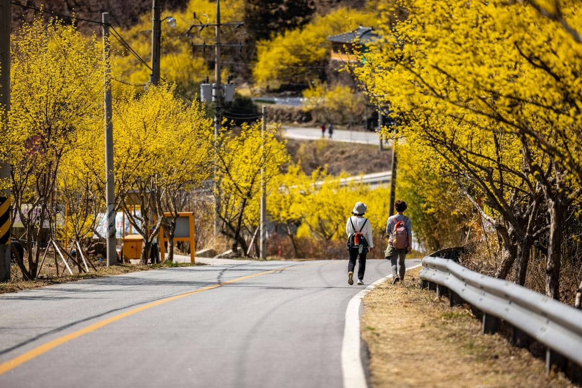 ilustrasi Sansuyu Village, Korea Selatan