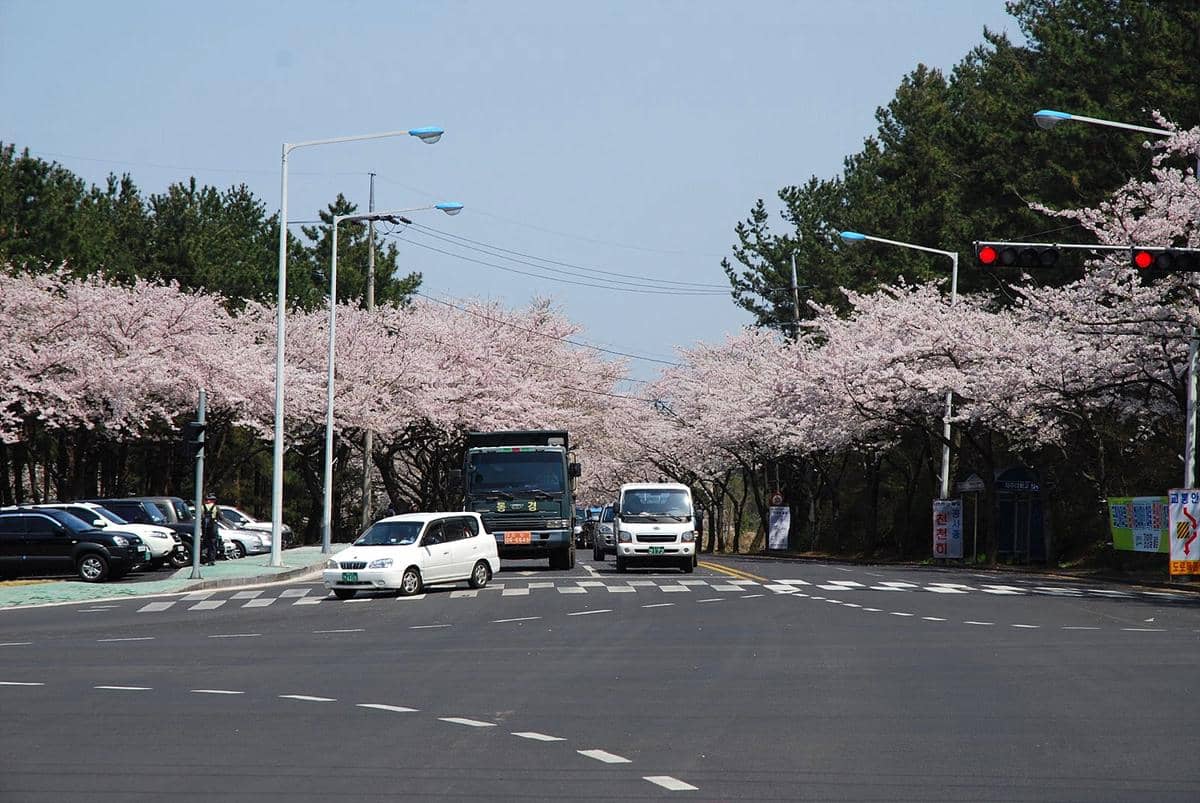 potret musim bunga sakura di Korea Selatan