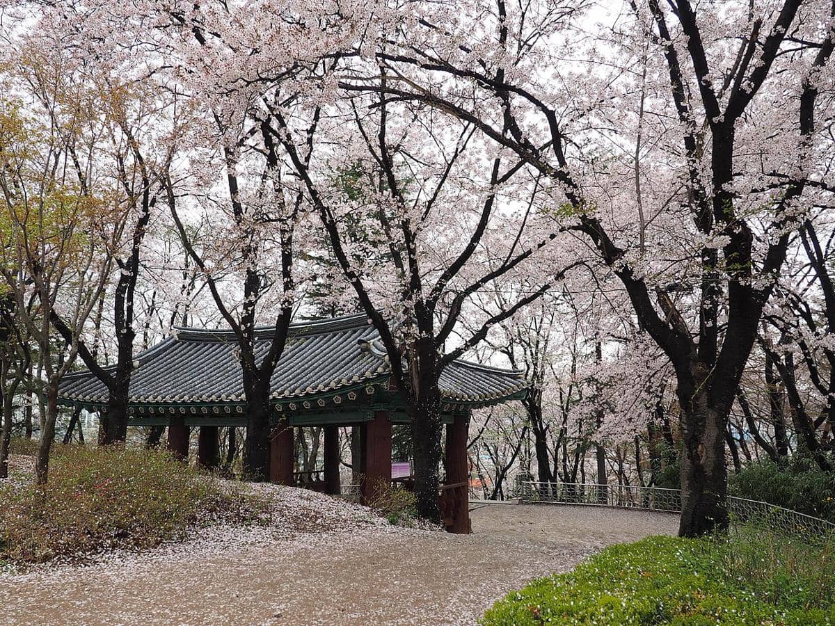 potret musim bunga sakura di Korea Selatan 