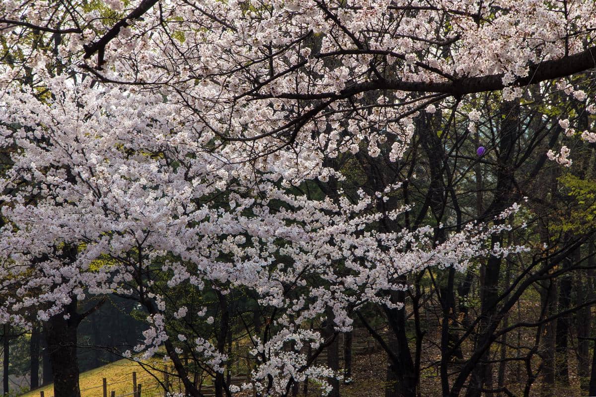 potret musim bunga sakura di Korea Selatan