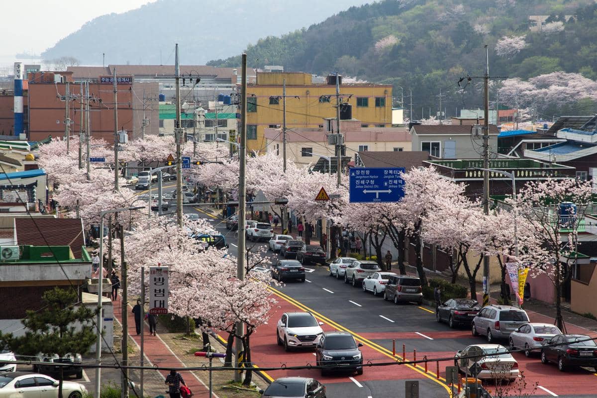 Kapan Bunga Sakura Mekar di Korea Selatan 2026? Ini Prediksi Waktunya