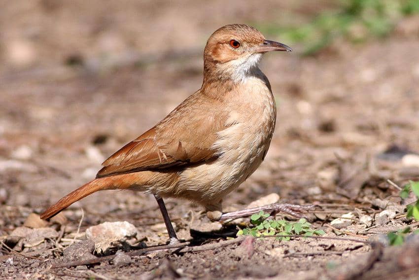 5 Fakta Unik Burung Hornero, Tukang Bangunan Terampil di Dunia Burung