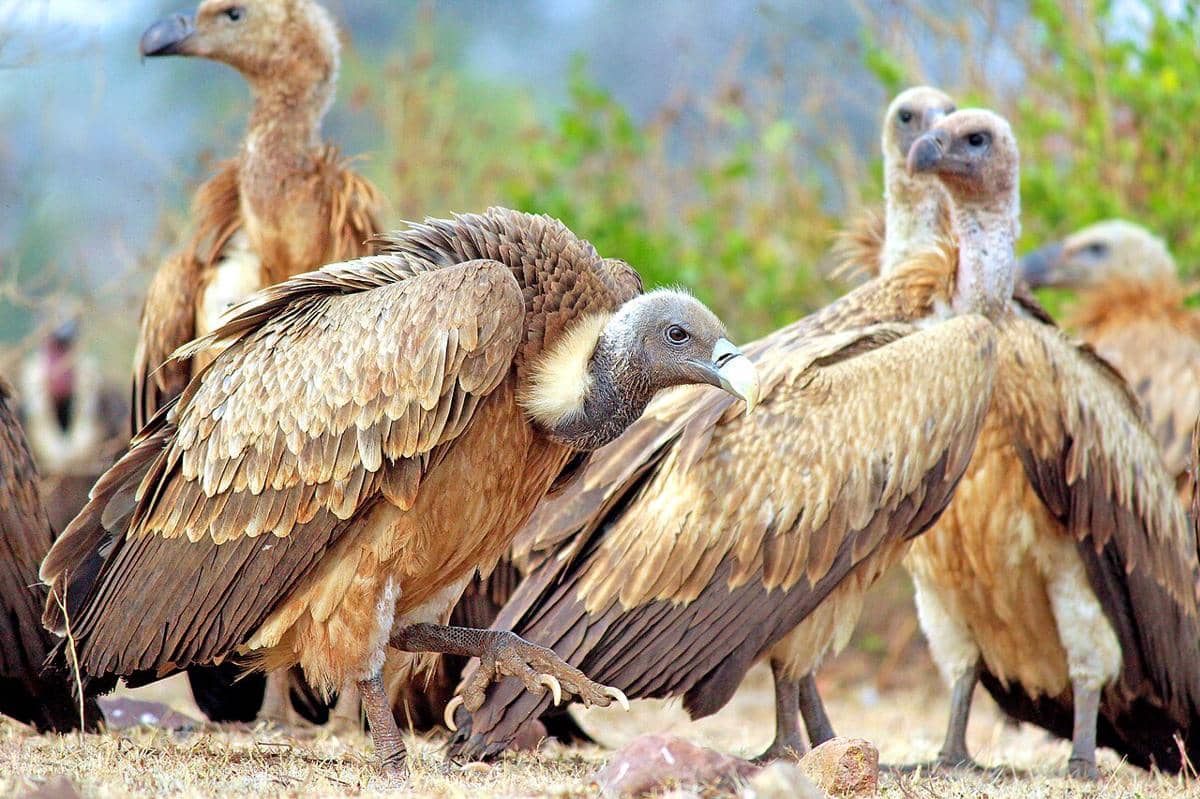 5 Fakta Unik Vulture India, Spesies Penting yang Terancam Punah