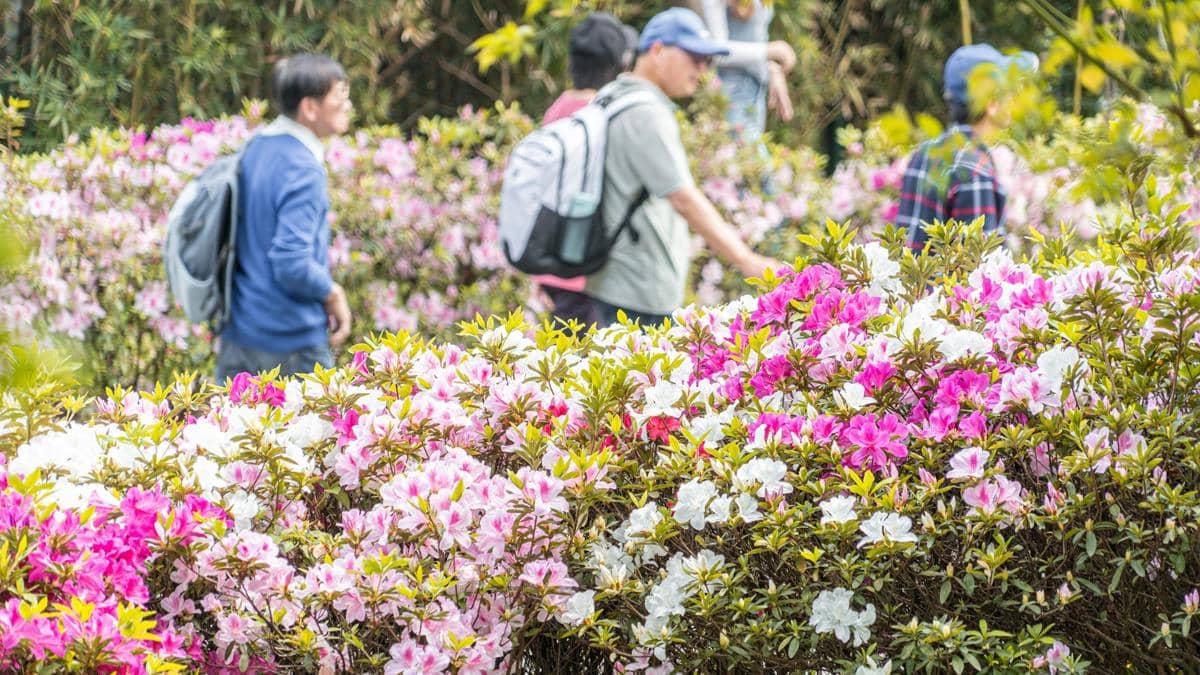 5 Tempat di Korea Selatan untuk Melihat Jenis Bunga Berbeda di Musim Semi