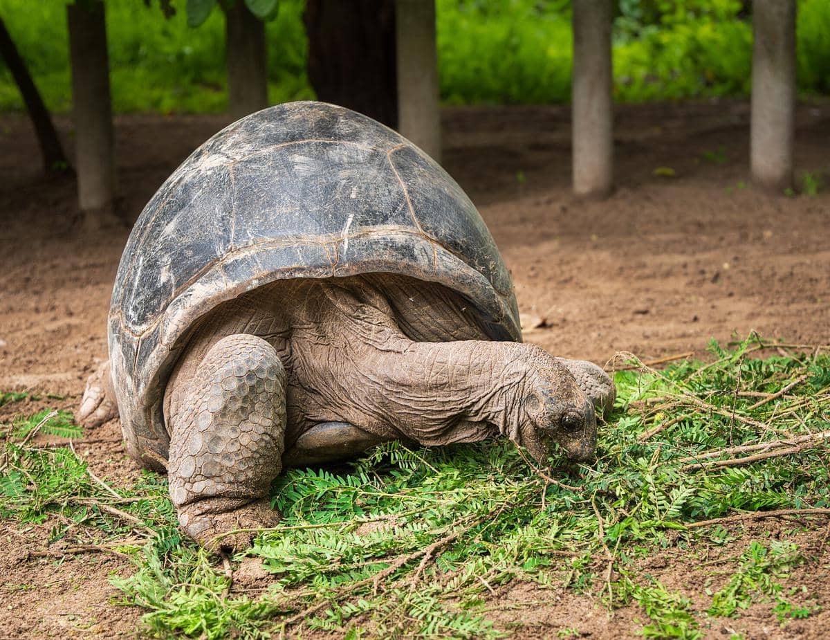 Potret aldabra giant tortoise