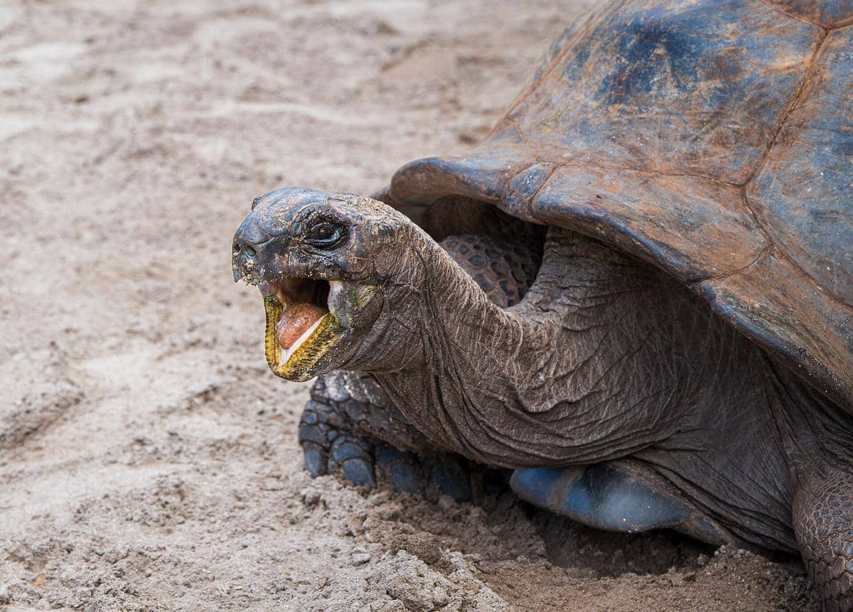 5 Fakta Aldabra Giant Tortoise, Salah Satu Kura-kura Terbesar di Dunia