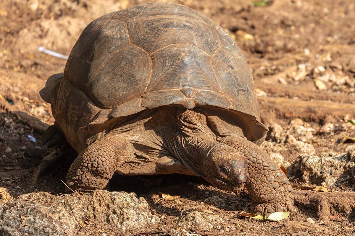 Potret aldabra giant tortoise