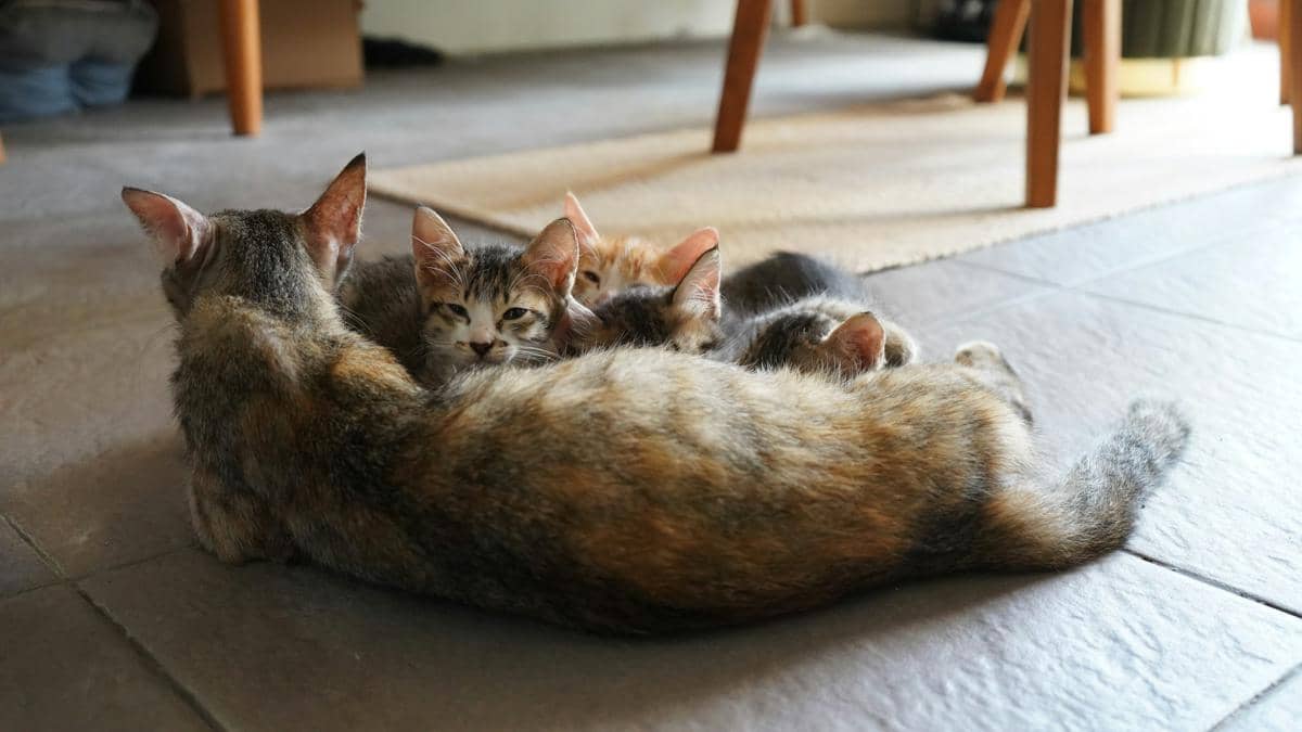 4 Cara Merawat Induk Kucing setelah Melahirkan, Tetap Nyaman