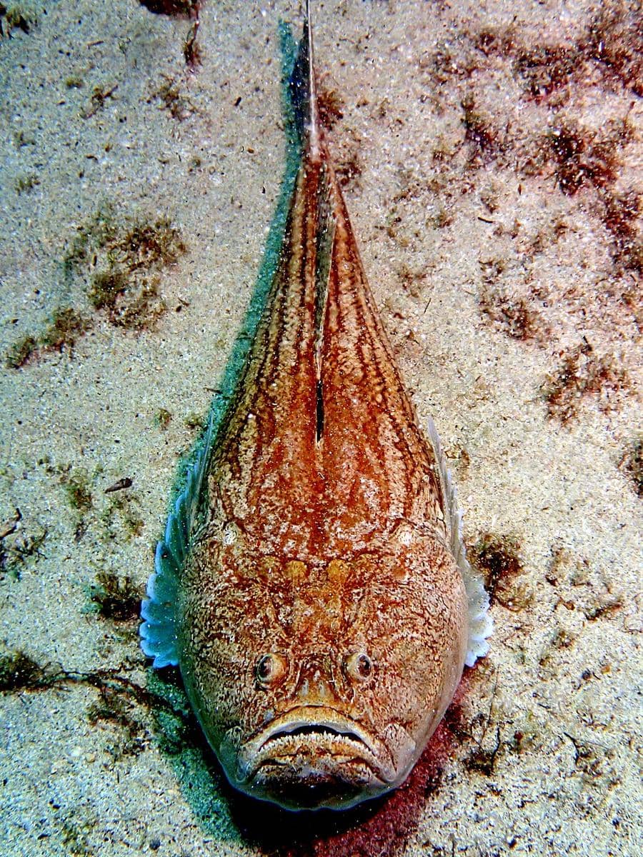 Ikan stargazer 