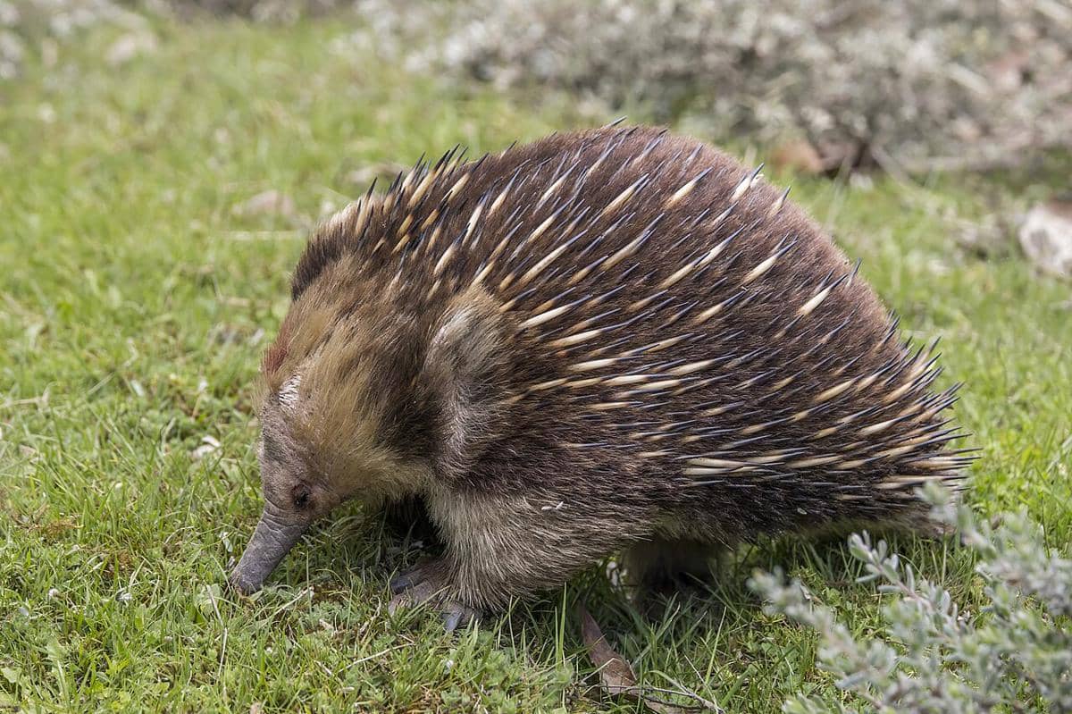 echidna