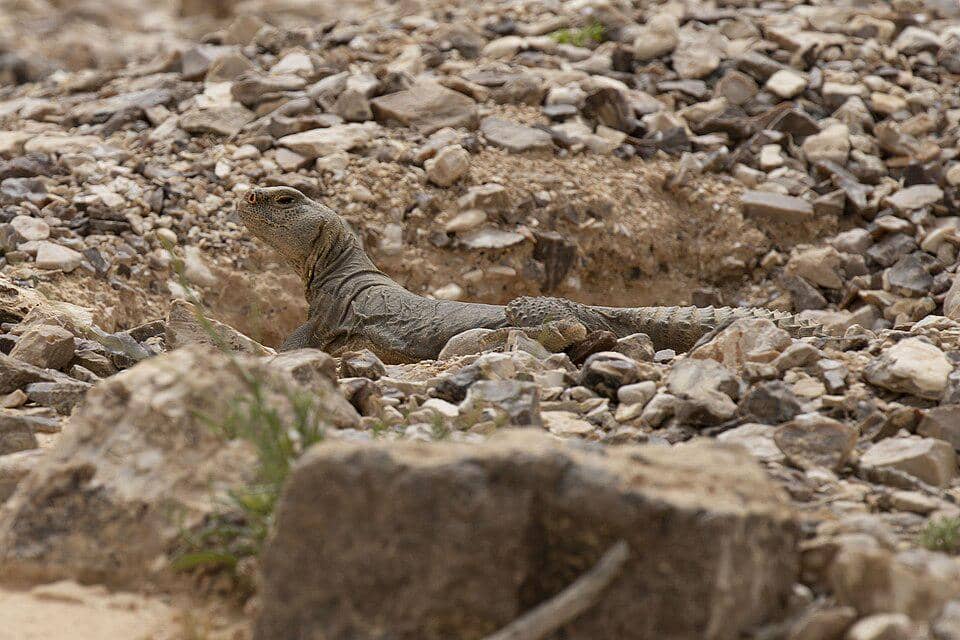 dab di atas cekungan tanah
