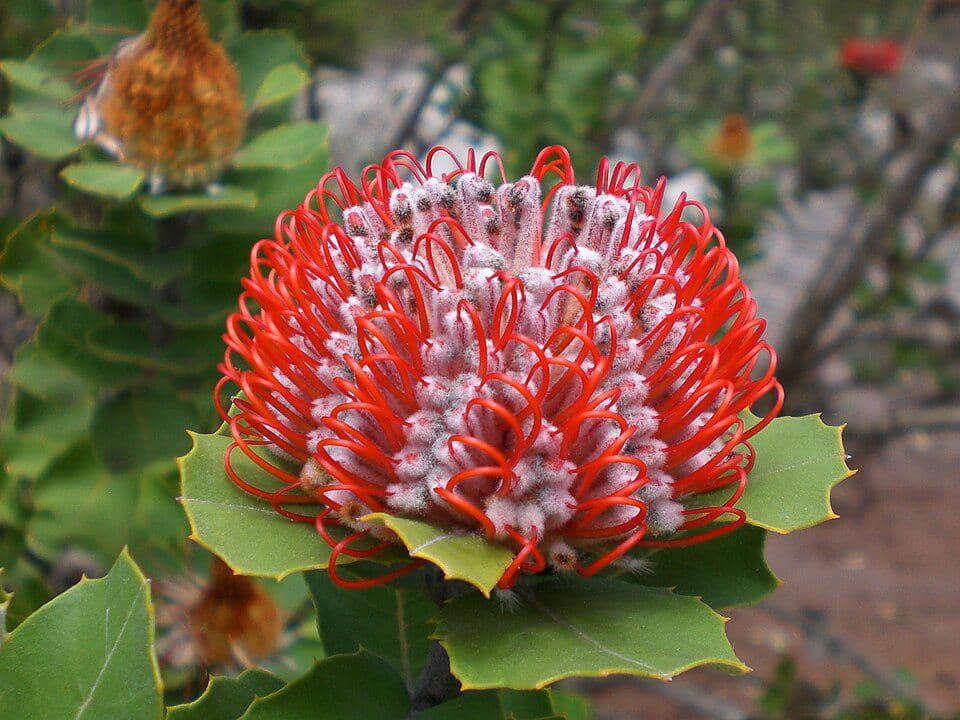 5 Fakta Scarlet Banksia, Bunga Merah Ikonik dari Australia Barat